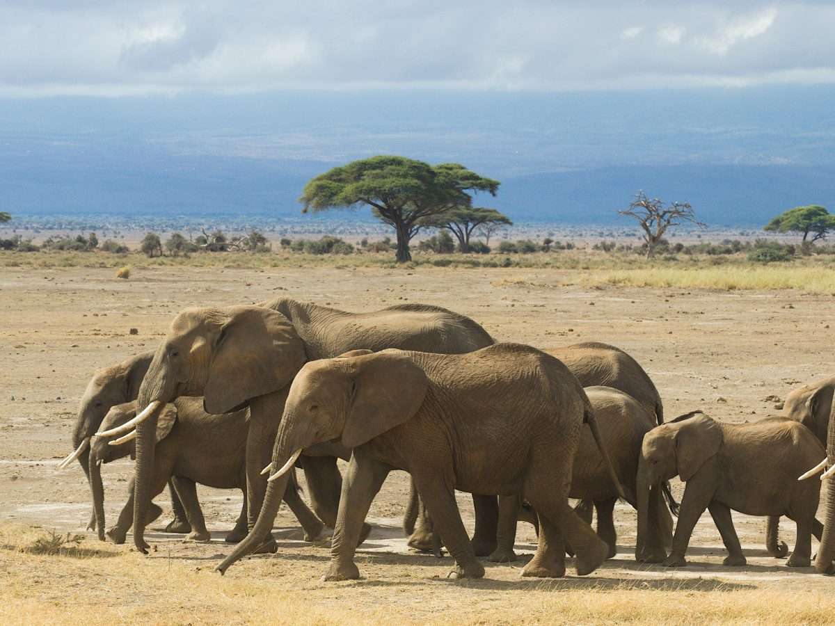 Safari Symphony Exploring Amboseli Lake Nakuru And Masai Mara In Kenya