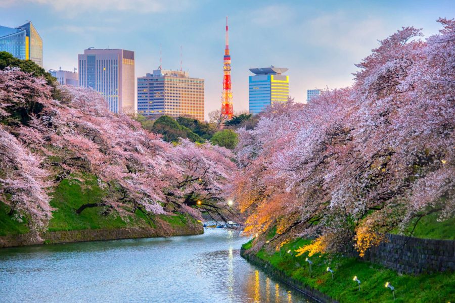 tokyo cherry blossom japan