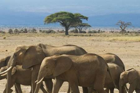 africa kenya amboseli elephant