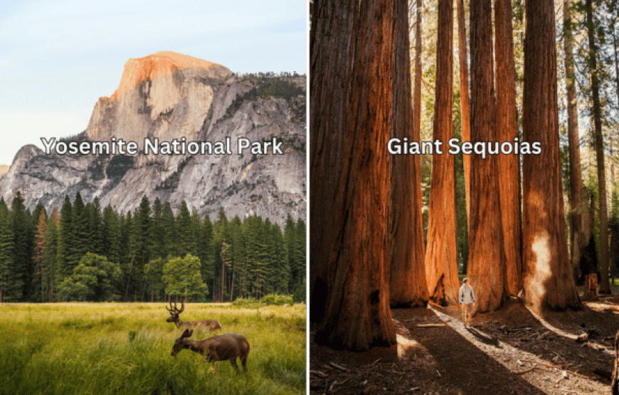 Yosemite and the Giant Sequoias – Stunning 15 Hours Tour