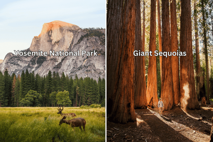 Yosemite and the Giant Sequoias