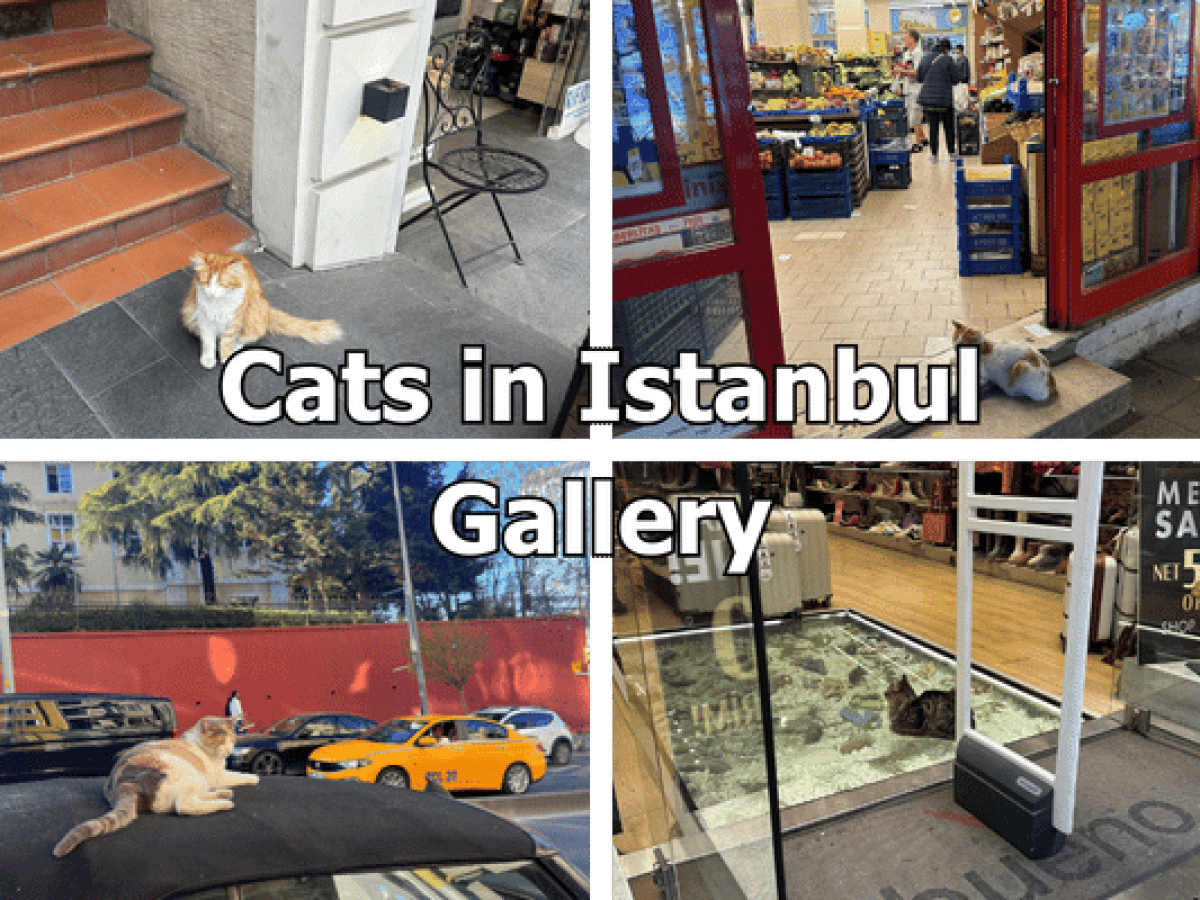 Cats in Istanbul