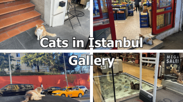 Cats in Istanbul