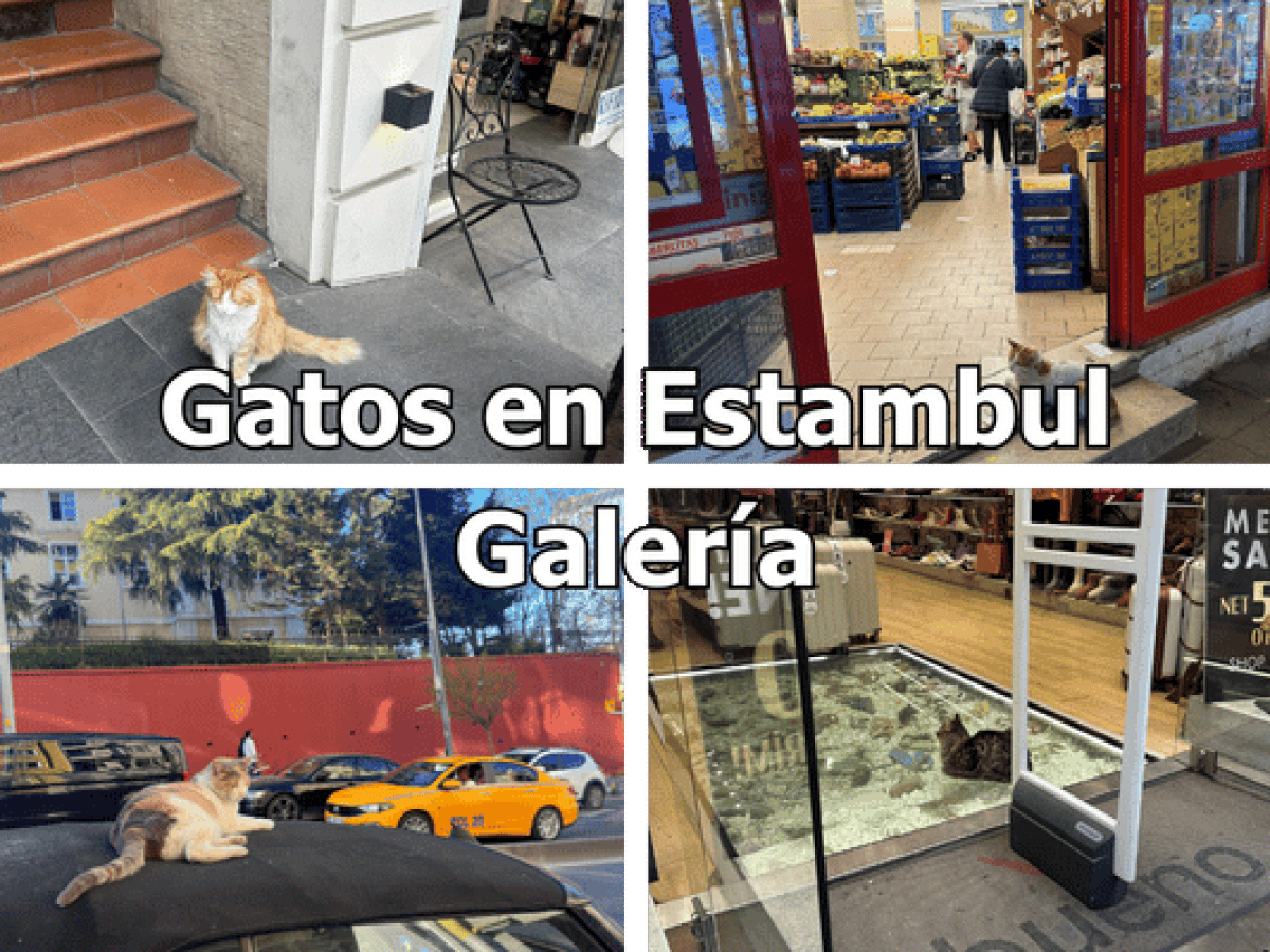 Gatos en Estambul galeria