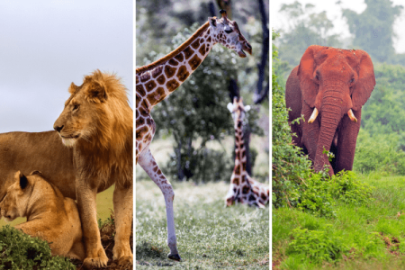 6-Day Kenya Safari from Nairobi Masai Mara and Nakuru 4×4 latin spirit travel and tours