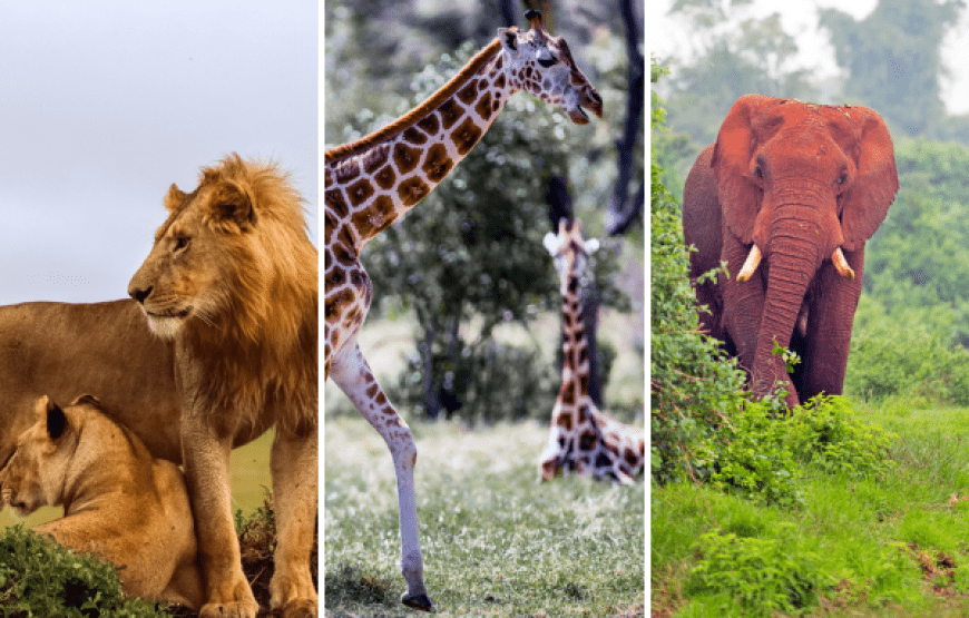 6-Day Kenya Safari from Nairobi: Masai Mara and Nakuru 4×4